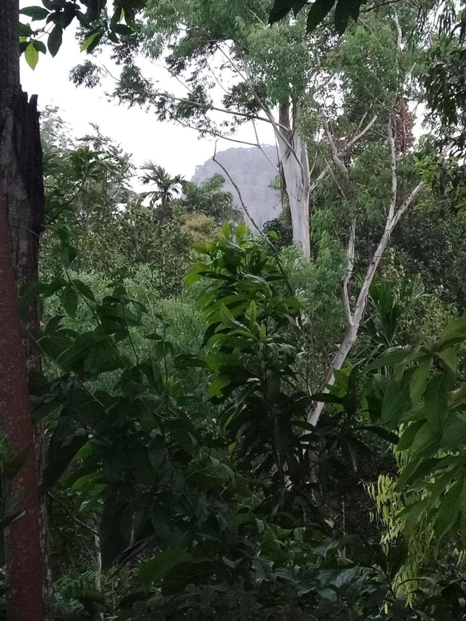 Damsen Homestay 埃拉 外观 照片