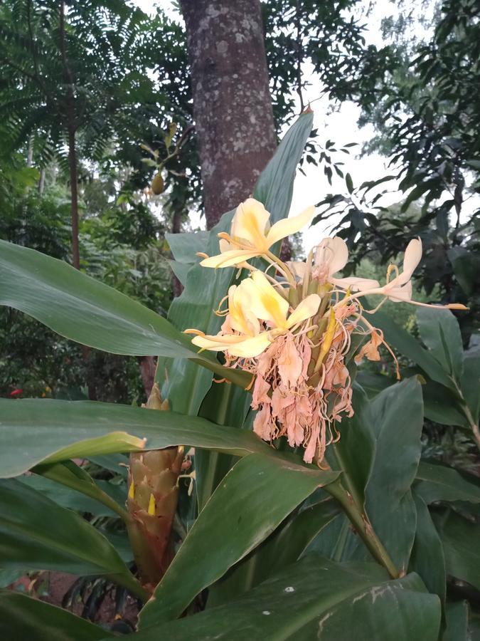 Damsen Homestay 埃拉 外观 照片